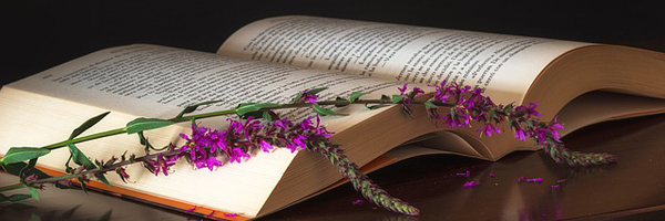 bodegones-1081331_640